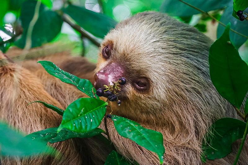 lateral guias caribe.jpg